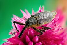 Beetle With Long Trunk Sits On Red Flower Stock Image Beetle With Long Trunk Sits On Red Flower Stock Image