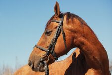 Portrait Of A Horse In Harness Outdoors Royalty Free Stock Photos