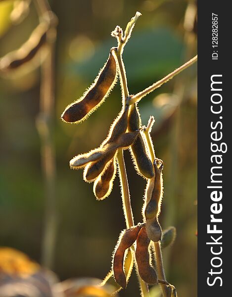 Ripe pods of soya with backlit sunlight