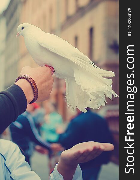 A beautiful white dove sits on the arm of a man. Tinted photo.