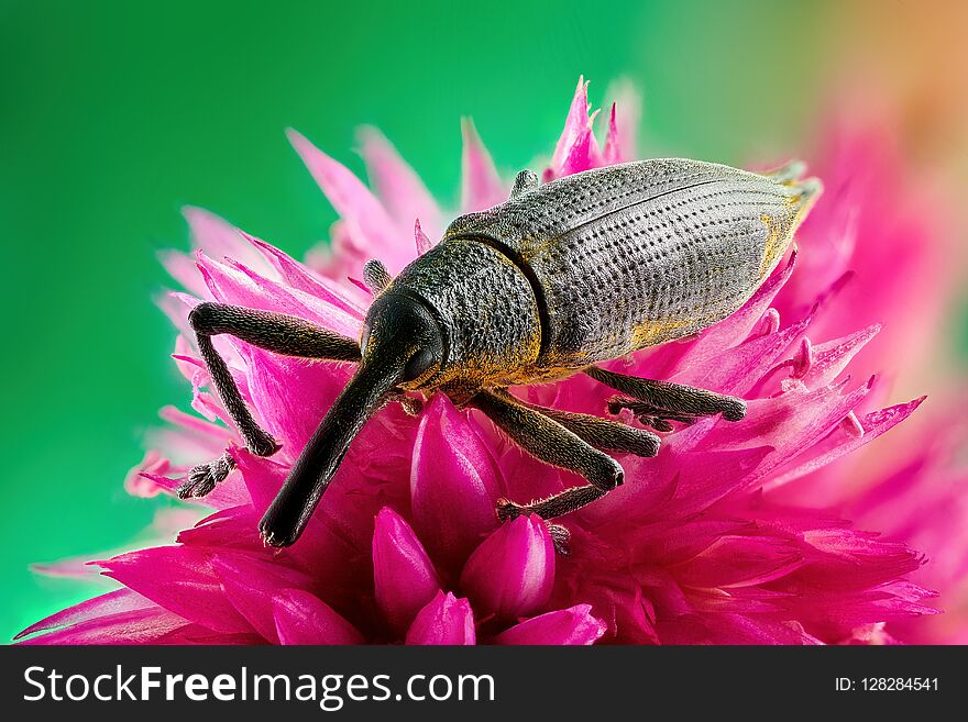 Beetle with long trunk sits on red flower