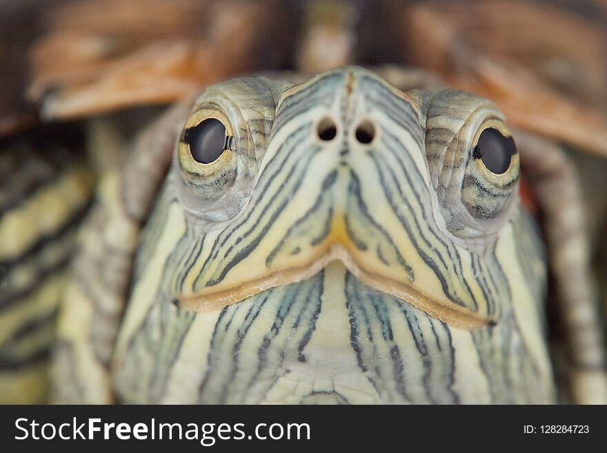 Young red-eared turtle on land