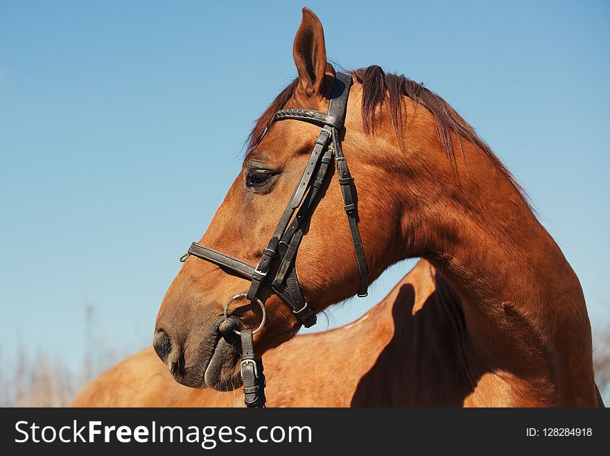 Portrait Of A Horse In Harness Outdoors