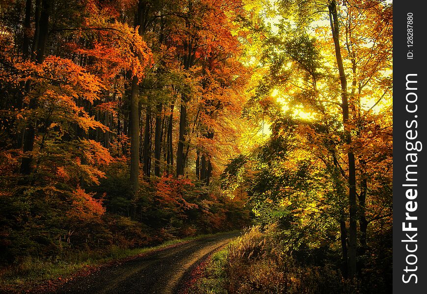 Beech trees forest at autumn / fall daylight, gravel road, colorful broad leaf foliage.Magical atmosphere. .