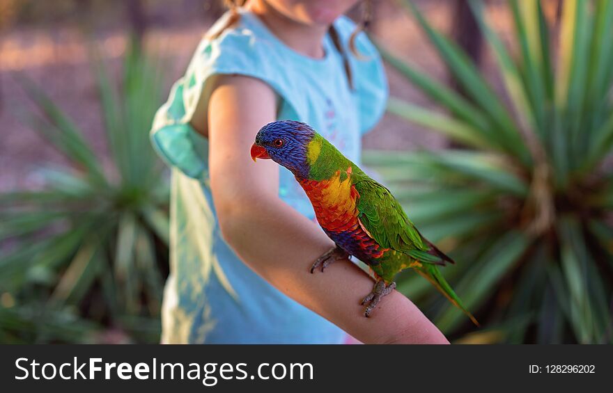 Australian rainbow lorikeet sitting on a child`s arm looking for food