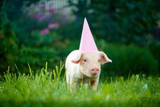Little Pink Piggy Standing In Garden Among Green Grass And Posing At Camera. Stock Photos