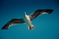 Single Seagull Flying In Blue A Sky Royalty Free Stock Image