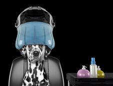 Dalmatian Dog Sitting Under The Drying Hood In Salon -- Isolated On Black Royalty Free Stock Photography