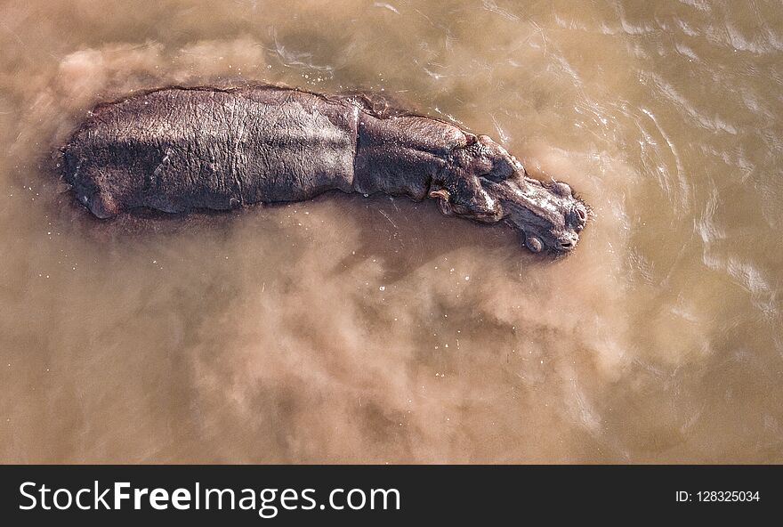 Hippopotamus in water aerial drone photo of hippo in water from above. Hippopotamus in water aerial drone photo of hippo in water from above