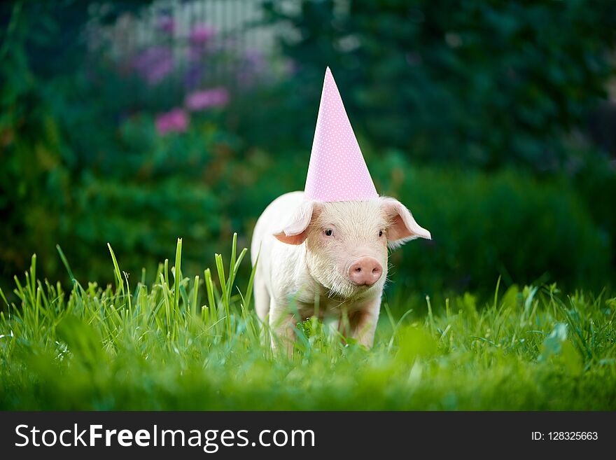 Little pink piggy standing in garden among green grass and posing at camera.