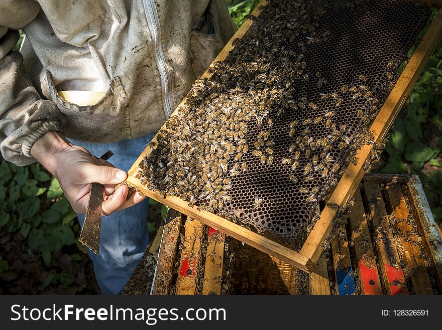 Beekeper working on beehive