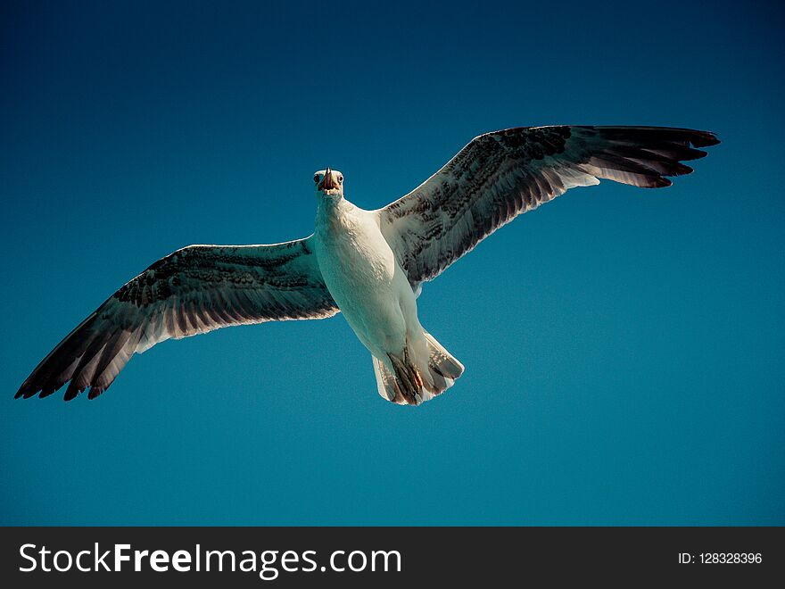 Single seagull flying in a blue sky as a background. Single seagull flying in a blue sky as a background