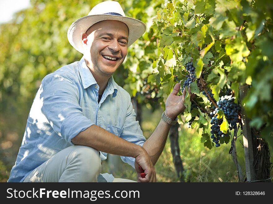 Winemaker Smiling In Vineyard Holding Grape Bunch