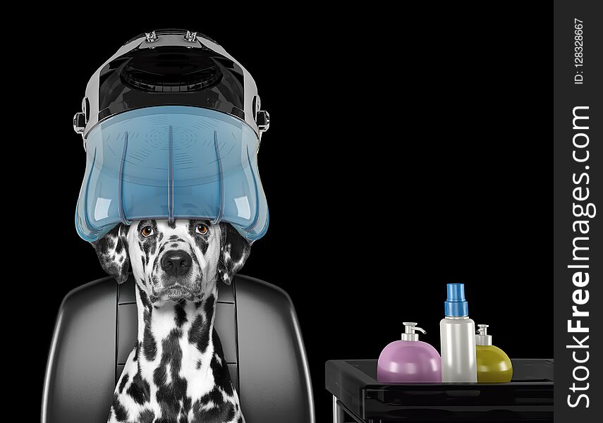 Dalmatian dog sitting under the drying hood in salon -- isolated on black background