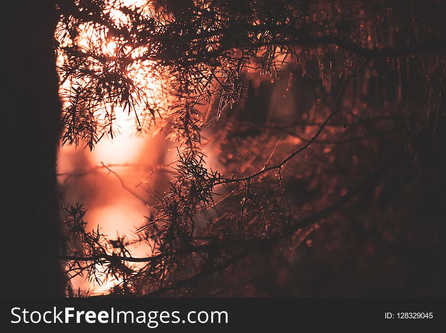 colorful sunset by the lake with tree silhouettes and red sky in background - vintage retro look. colorful sunset by the lake with tree silhouettes and red sky in background - vintage retro look