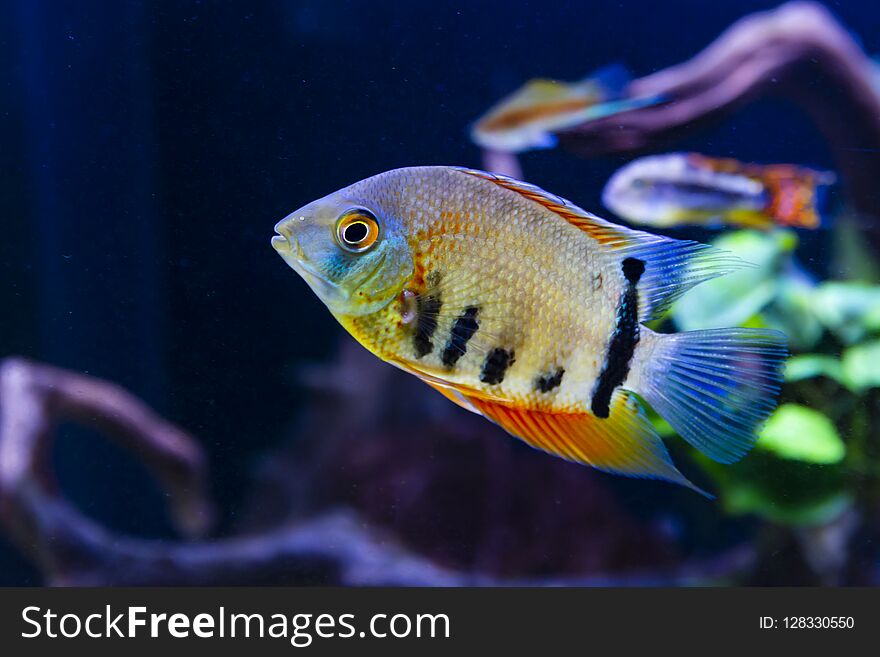 A red shoulder severum from the amazon river in a tropical fish tank. A red shoulder severum from the amazon river in a tropical fish tank