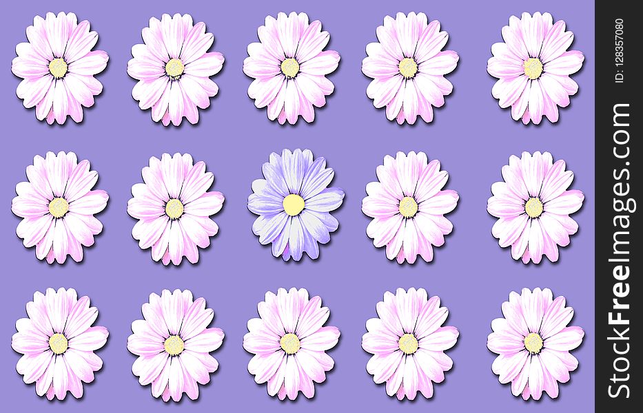 Flower, Flowering Plant, Purple, Daisy