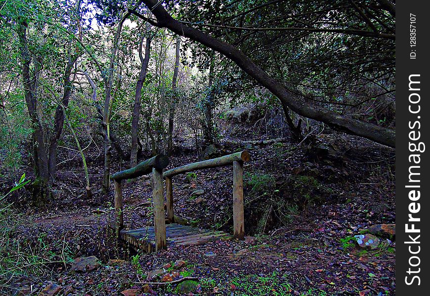 Woodland, Nature, Tree, Vegetation