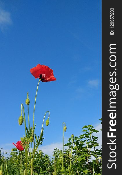 Flower, Sky, Ecosystem, Field