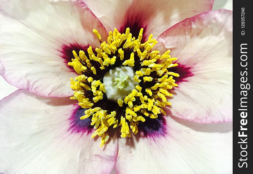 Flower, Yellow, Flowering Plant, Flora