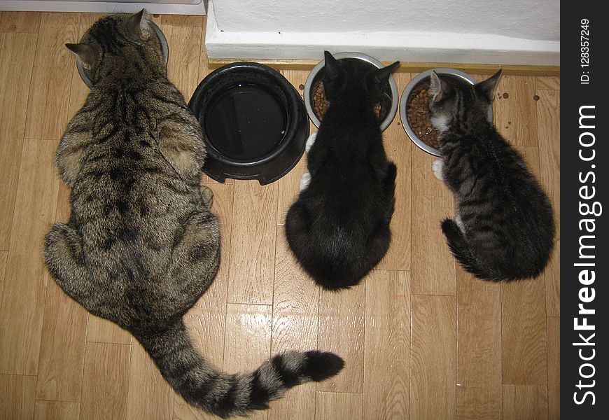 Cat, Small To Medium Sized Cats, Cat Like Mammal, Fur