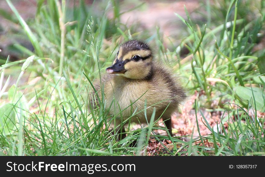 Bird, Fauna, Duck, Water Bird