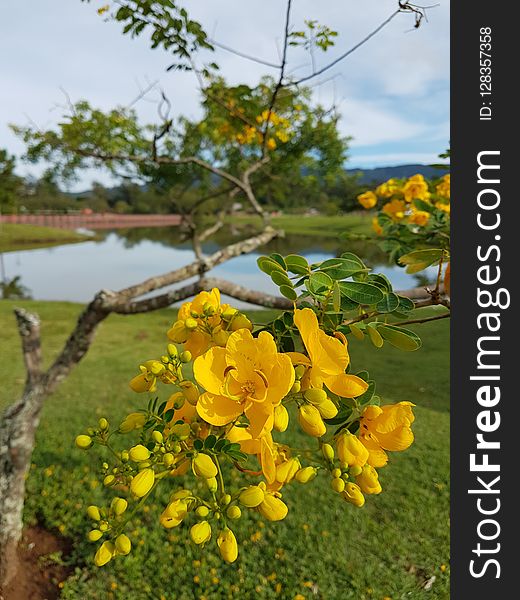 Yellow, Flower, Flora, Plant