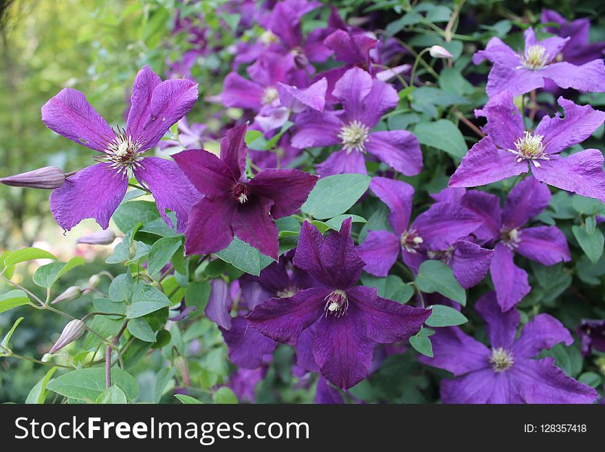 Flower, Plant, Flora, Flowering Plant