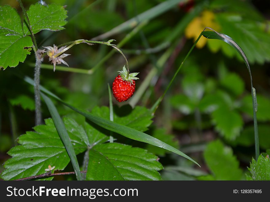 Strawberries, Strawberry, Vegetation, Leaf