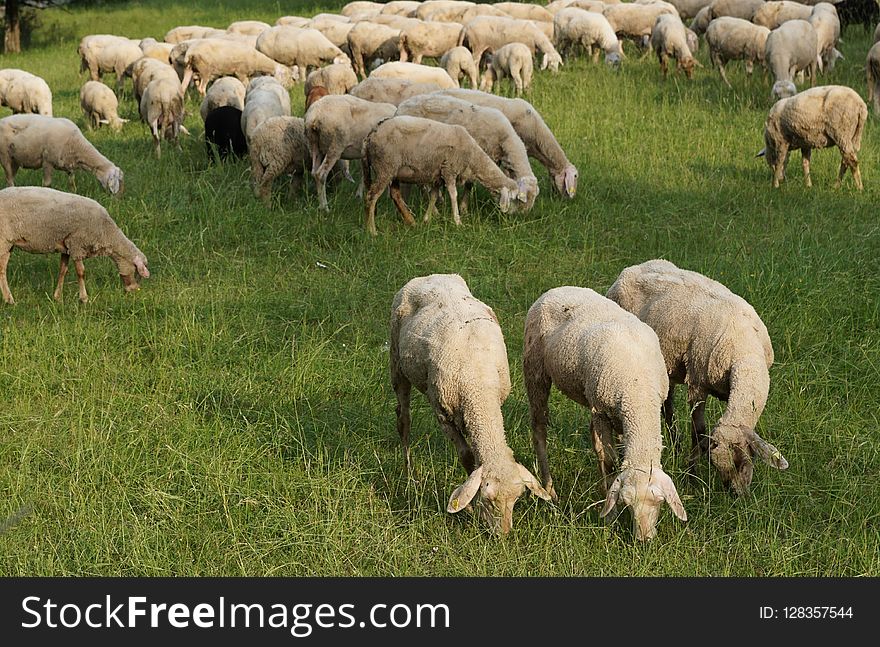 Herd, Grassland, Pasture, Grazing