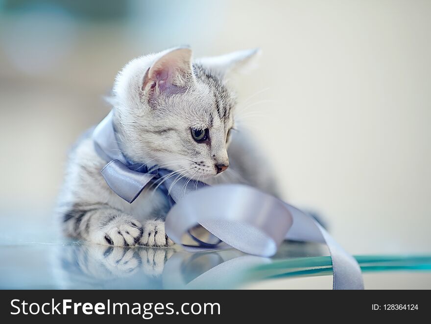 Portrait Of A Gray Striped Kitten With A Bow.