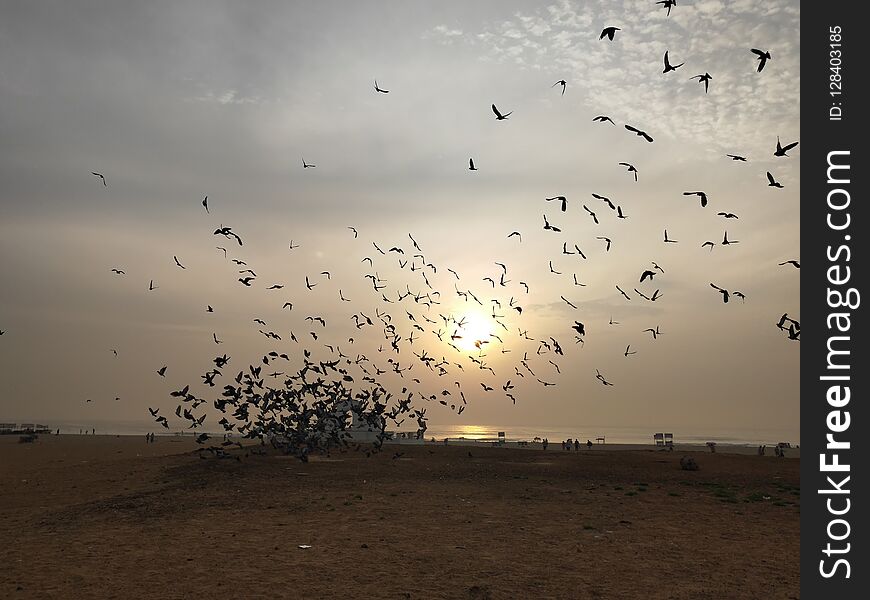 Thousands of pigeons fly high grouply fantastic view to watch at bay of bengal in chennai Besant nagar elliot beach. Thousands of pigeons fly high grouply fantastic view to watch at bay of bengal in chennai Besant nagar elliot beach