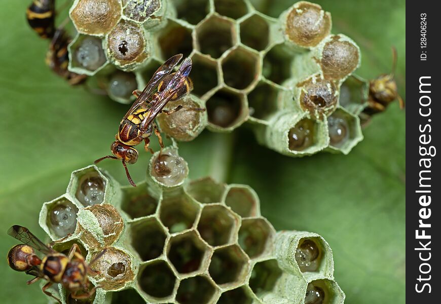 Macro Photo of Wasp on Nest with Eggs and Larvae on The Back of