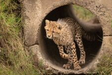 Cheetah Cub Runs Through Pipe Looking Down Royalty Free Stock Image