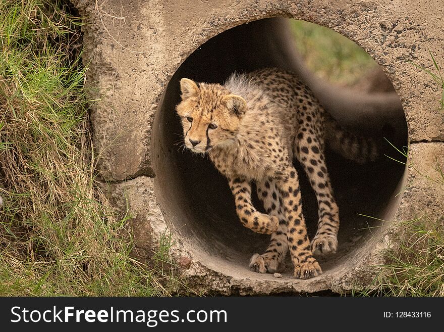 Cheetah cub runs through pipe looking down