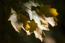 Yellow Maple Leaves, Autumnal Natural Background, Selective Focus Stock Image