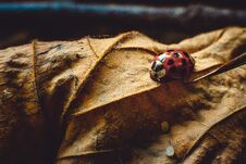 Ladybug Sitting On A Leaf, Close Up Photo Royalty Free Stock Photography