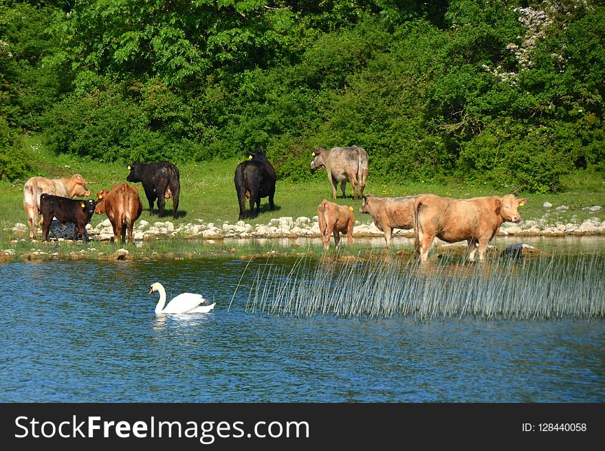Nature Reserve, Wildlife, Herd, Pasture