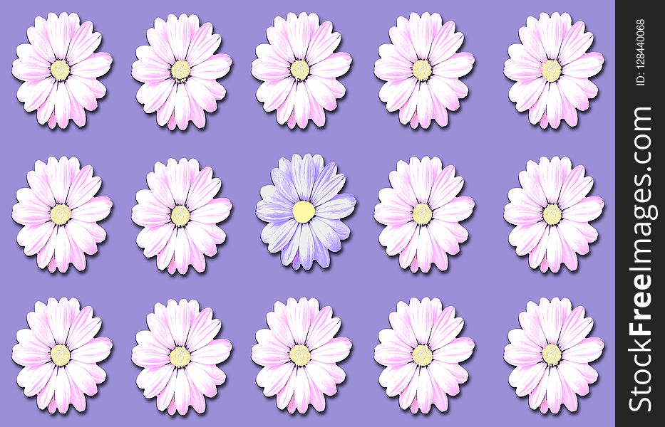 Flower, Flowering Plant, Purple, Daisy