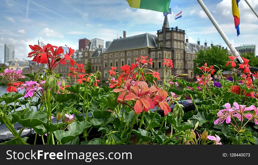 Flower, Plant, Flowering Plant, Flora