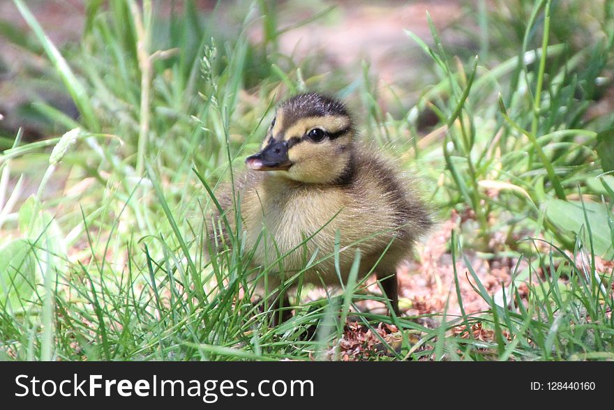 Bird, Duck, Fauna, Water Bird