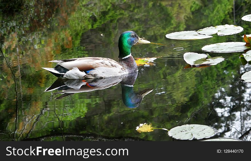 Bird, Duck, Water, Reflection