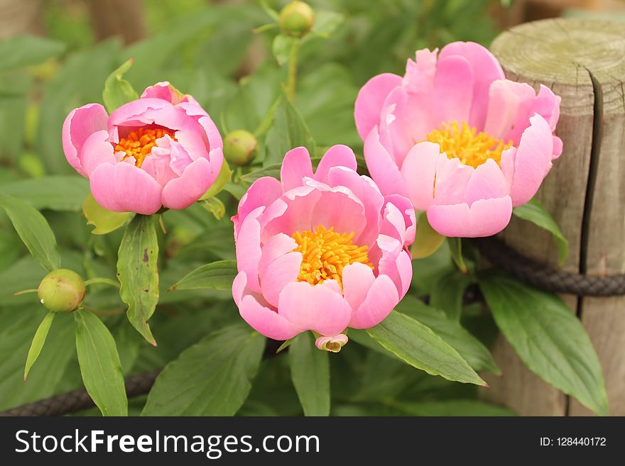 Flower, Plant, Peony, Flowering Plant