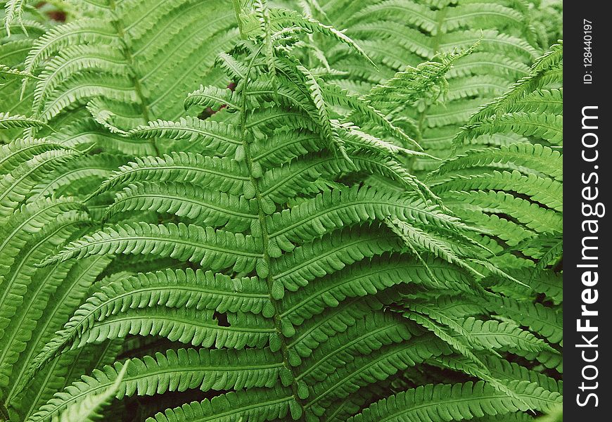 Ostrich Fern, Plant, Ferns And Horsetails, Vegetation