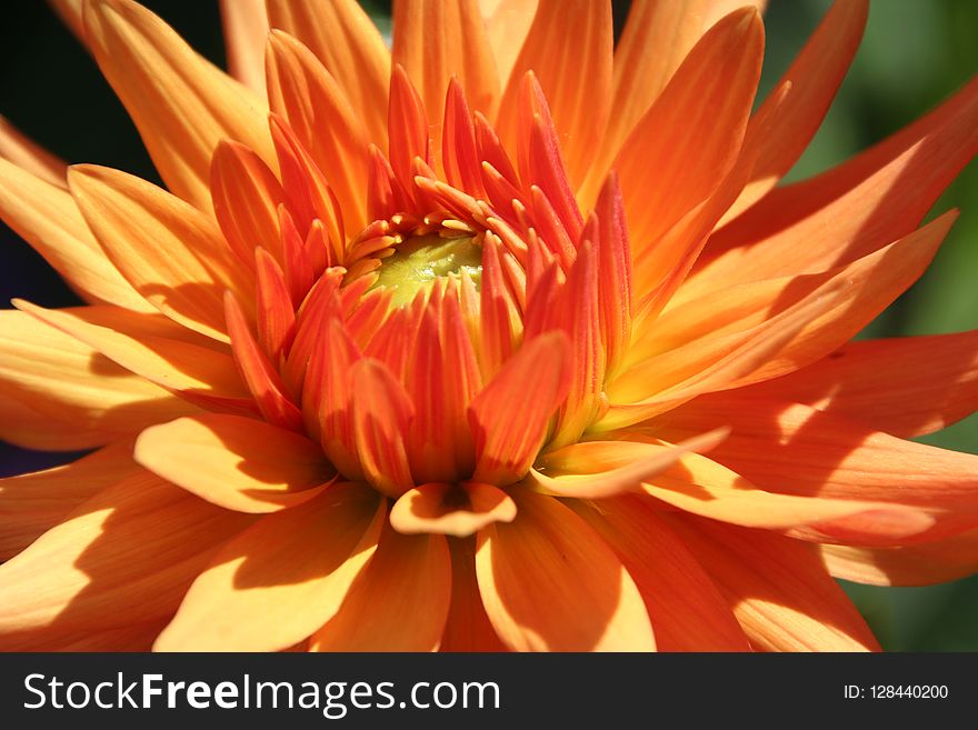 Flower, Yellow, Flora, Orange