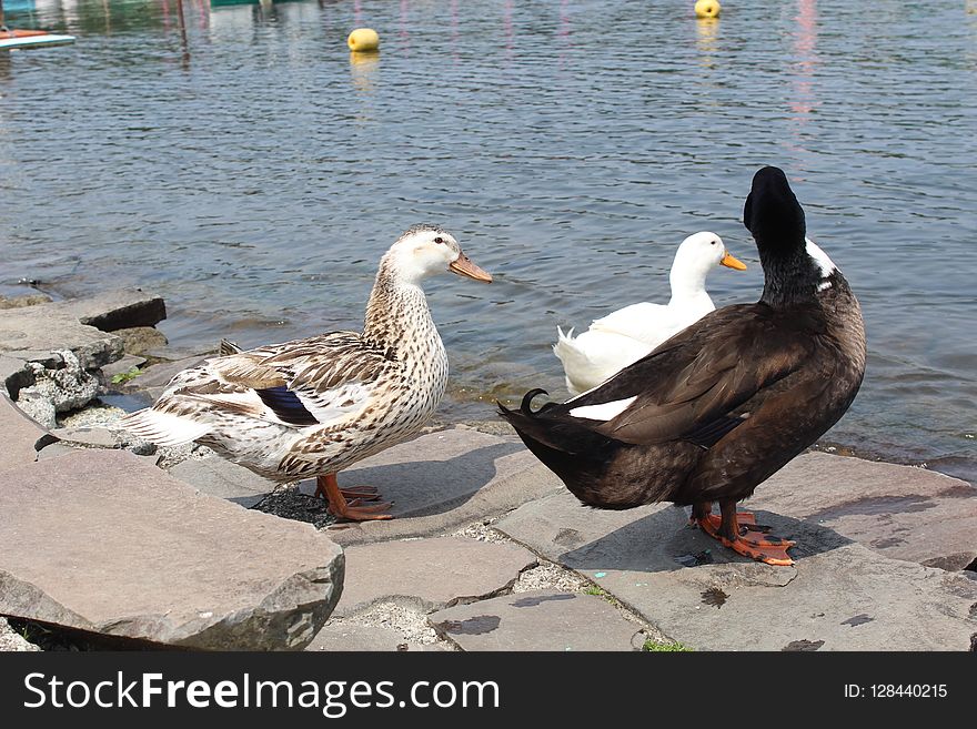 Bird, Duck, Water Bird, Water