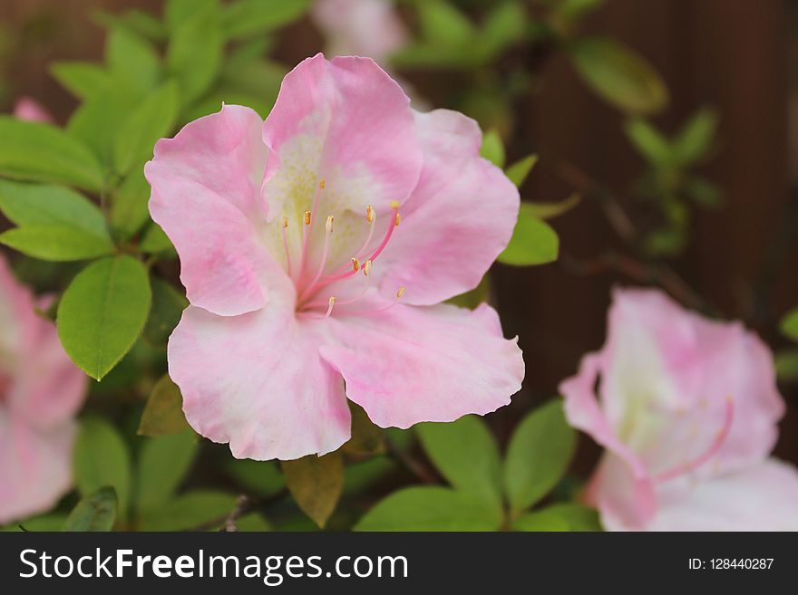 Flower, Pink, Plant, Woody Plant