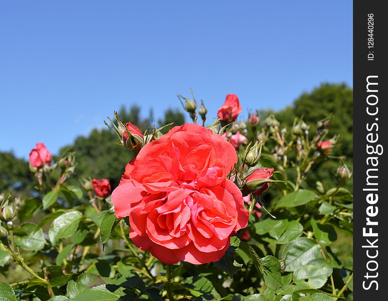 Rose, Flower, Rose Family, Flowering Plant