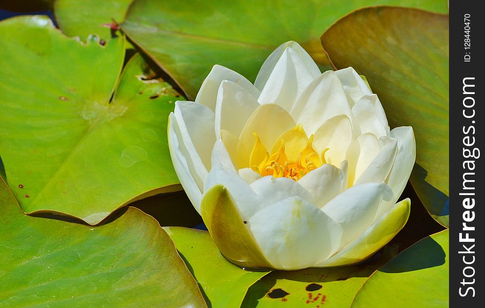 Flower, Yellow, Flora, Plant