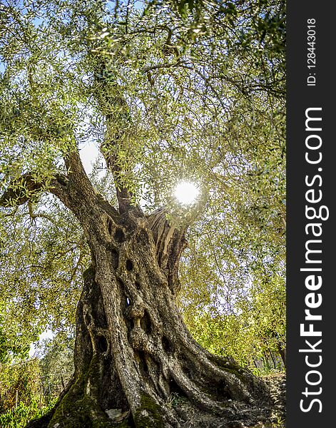 Olive tree in backlight, cultivation in Umbria, Italy